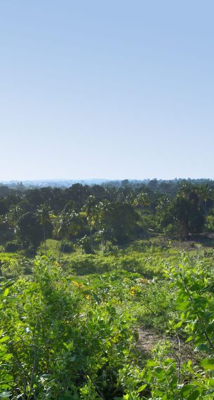 Insel Pemba - Landschaft der grünen Insel