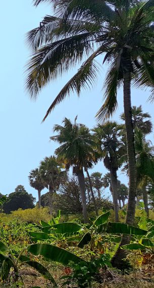 Insel Pemba Palmen